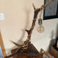 Lampe avec bois de cerf
