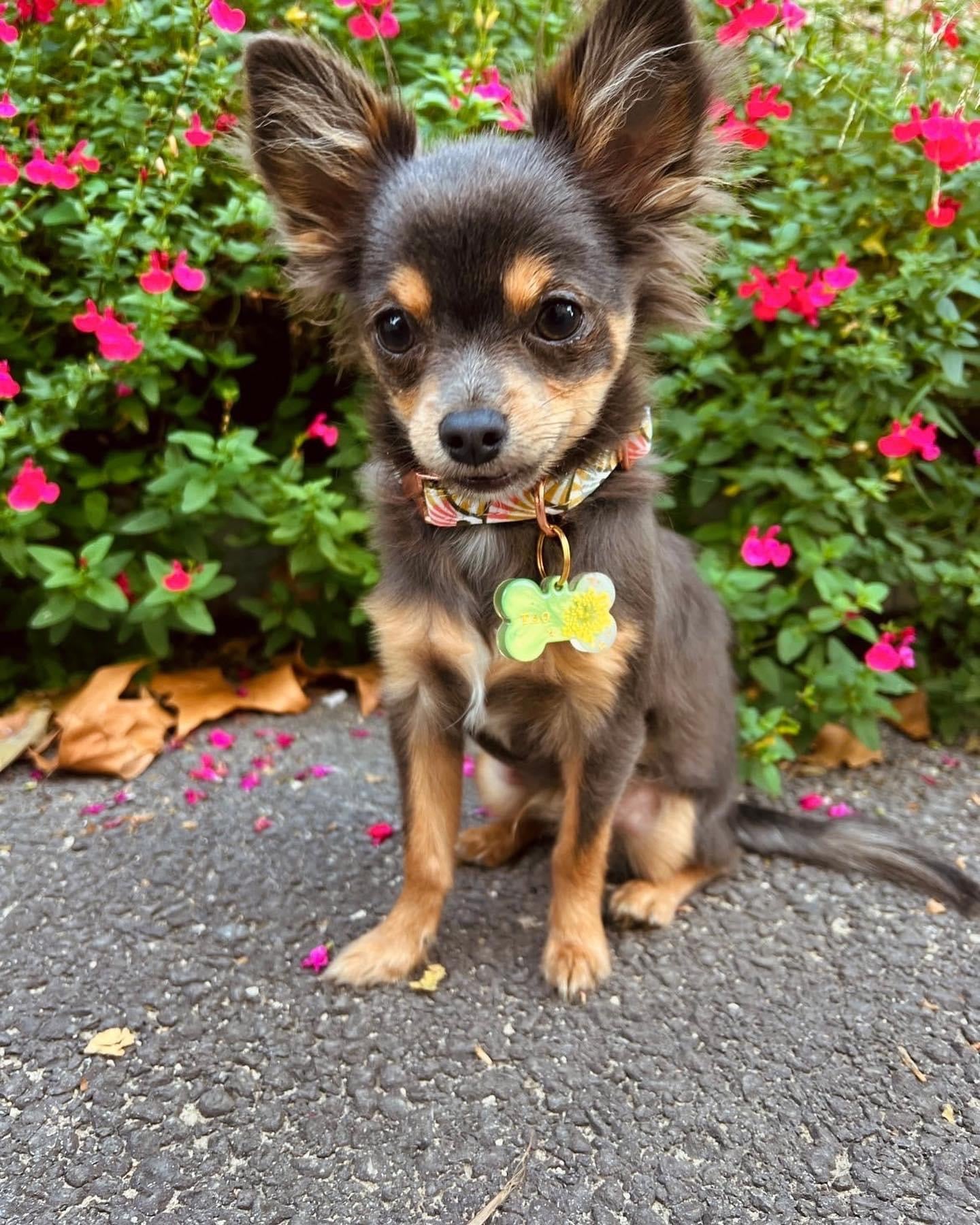 Médaille pour chien